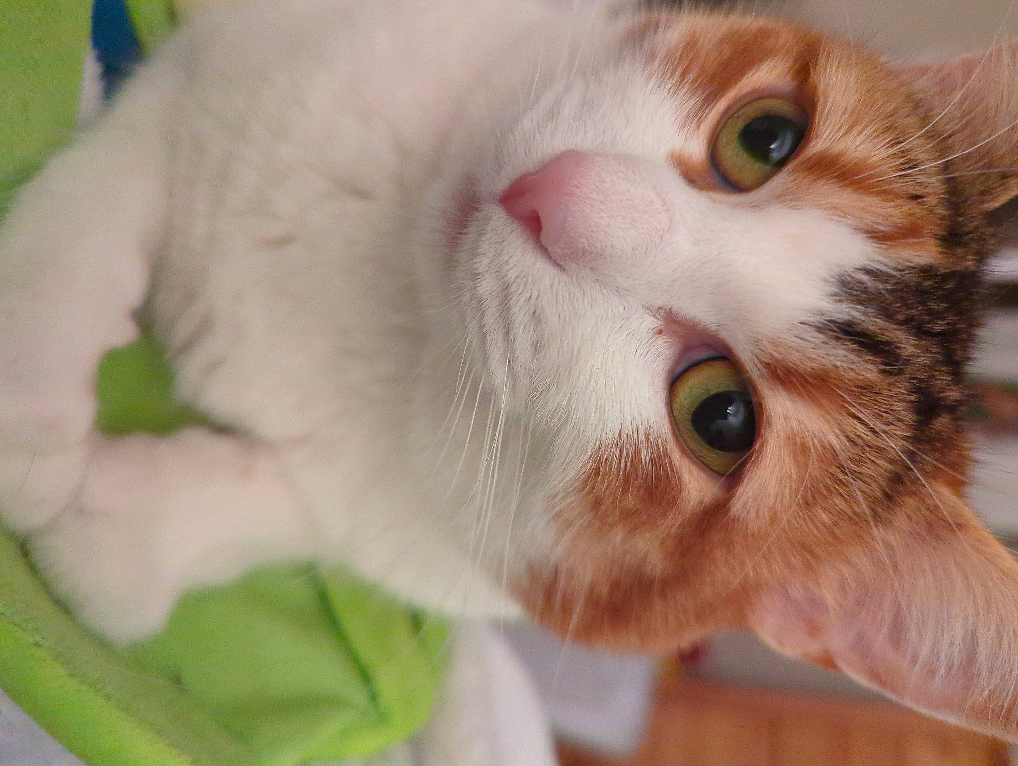 Nalla joined the competition — help win amazing prizes! carnivore, cat, close_up, domestic_short_haired_cat, ear, eyelash, fawn, felidae, fur, plant, small_to_medium_sized_cats, snout, whiskers