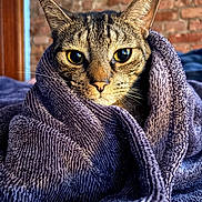 Chip joined the competition — help win amazing prizes! cat, tabby, pet, animal, feline, portrait, close_up, blanket, wrapped, purple_blanket, yellow_eyes, whiskers, ears, fur, striped_fur, indoor, brick_wall, bed, cozy, funny