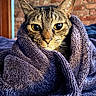 cat, tabby, pet, animal, feline, portrait, close_up, blanket, wrapped, purple_blanket, yellow_eyes, whiskers, ears, fur, striped_fur, indoor, brick_wall, bed, cozy, funny