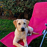 Hiro a rejoint le concours — aidez-le/la à gagner de superbes lots ! animal, backyard, canine, daylight, dog, fur, garden, grass, greenery, labrador, leaves, looking, nature, outdoor, pet, pink_chair, relaxed, resting, summer, sunlight
