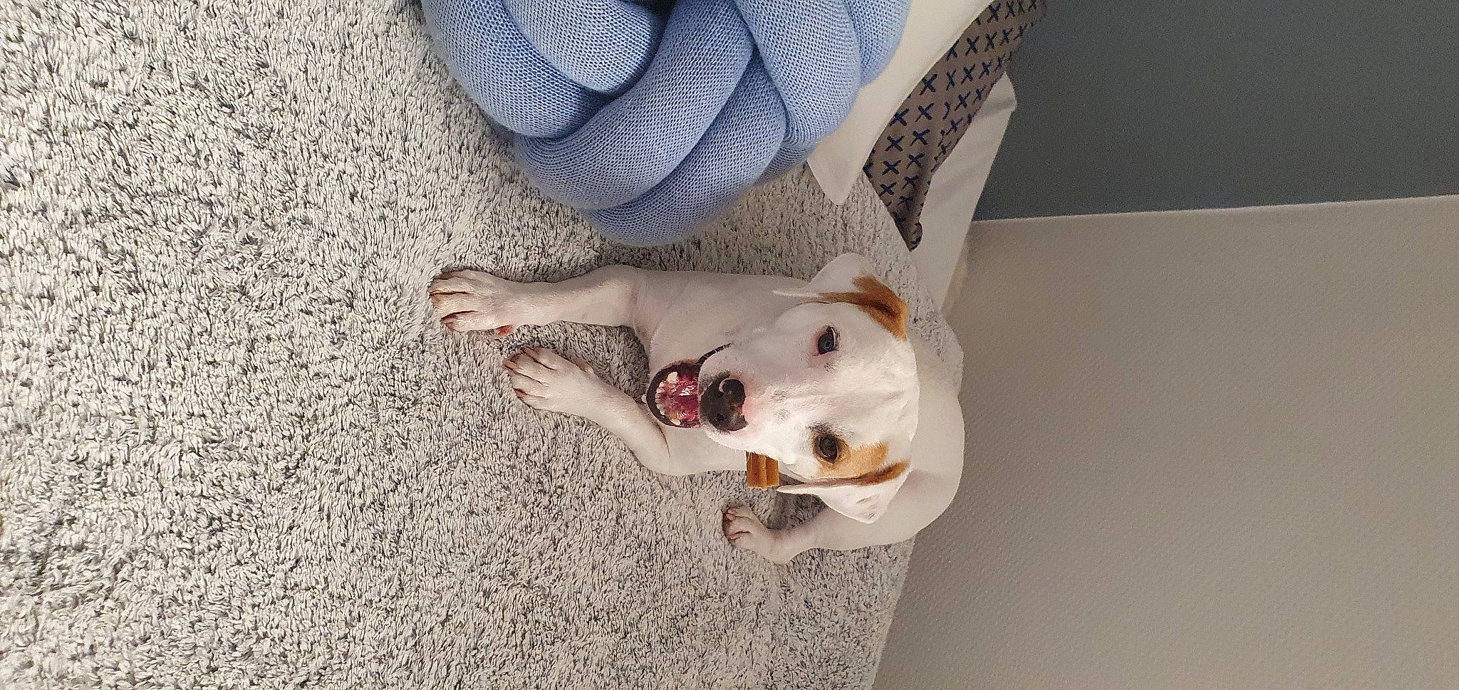 Youri participe au concours pour gagner de l'argent avec cette photo : canidae, carnivore, collar, companion_dog, dog, dog_breed, dog_collar, fawn, flooring, foot, fur, human_leg, leash, nail, paw, sand, snout, sporting_group, tail, whiskers