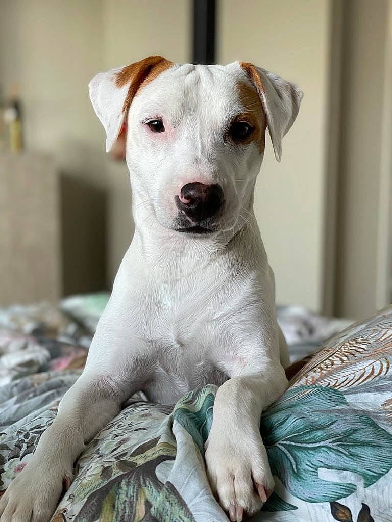 Youri a rejoint le concours — aidez-le/la à gagner de superbes lots ! canidae, carnivore, collar, companion_dog, dog, dog_breed, dog_collar, fawn, fur, non_sporting_group, paw, pet_supply, puppy, snout, sporting_group, street_dog, terrestrial_animal, terrier, whiskers, working_animal