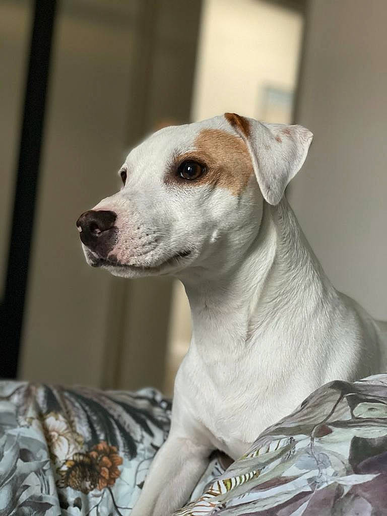 Youri a rejoint le concours — aidez-le/la à gagner de superbes lots ! canidae, carnivore, collar, companion_dog, dog, dog_breed, dog_collar, eye, fawn, fur, non_sporting_group, snout, sporting_group, terrestrial_animal, whiskers, working_animal