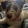 Dixie is registered to the contest to win money with this photo: animal, bed, blanket, canine, closeup, cozy, curious, dog, ears, eyes, fur, furniture, guitar, home, indoor, laying, nose, pet, relaxing, window