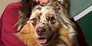 Dixie is registered to the contest to win money with this photo: blanket, brown, closeup, comfortable, cuddle, dog, face, friendly, fur, happy, home, hugging, indoor, person, pet, portrait, red_shirt, smile, speckled, white