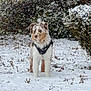 animal, background, bushes, canine, cold, curious, daytime, dog, frost, grass, harness, leaves, nature, outdoor, pet, snow, walking, white, winter, yard