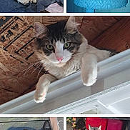 Snowflake joined the competition — help win amazing prizes! animal, black_cat, blanket, cat, concrete, curious, feline, fluffy_cat, indoor, kitten, ledge, outdoor, perched, pets, resting, sitting, sleeping, tabby_cat, tuxedo_cat, wood