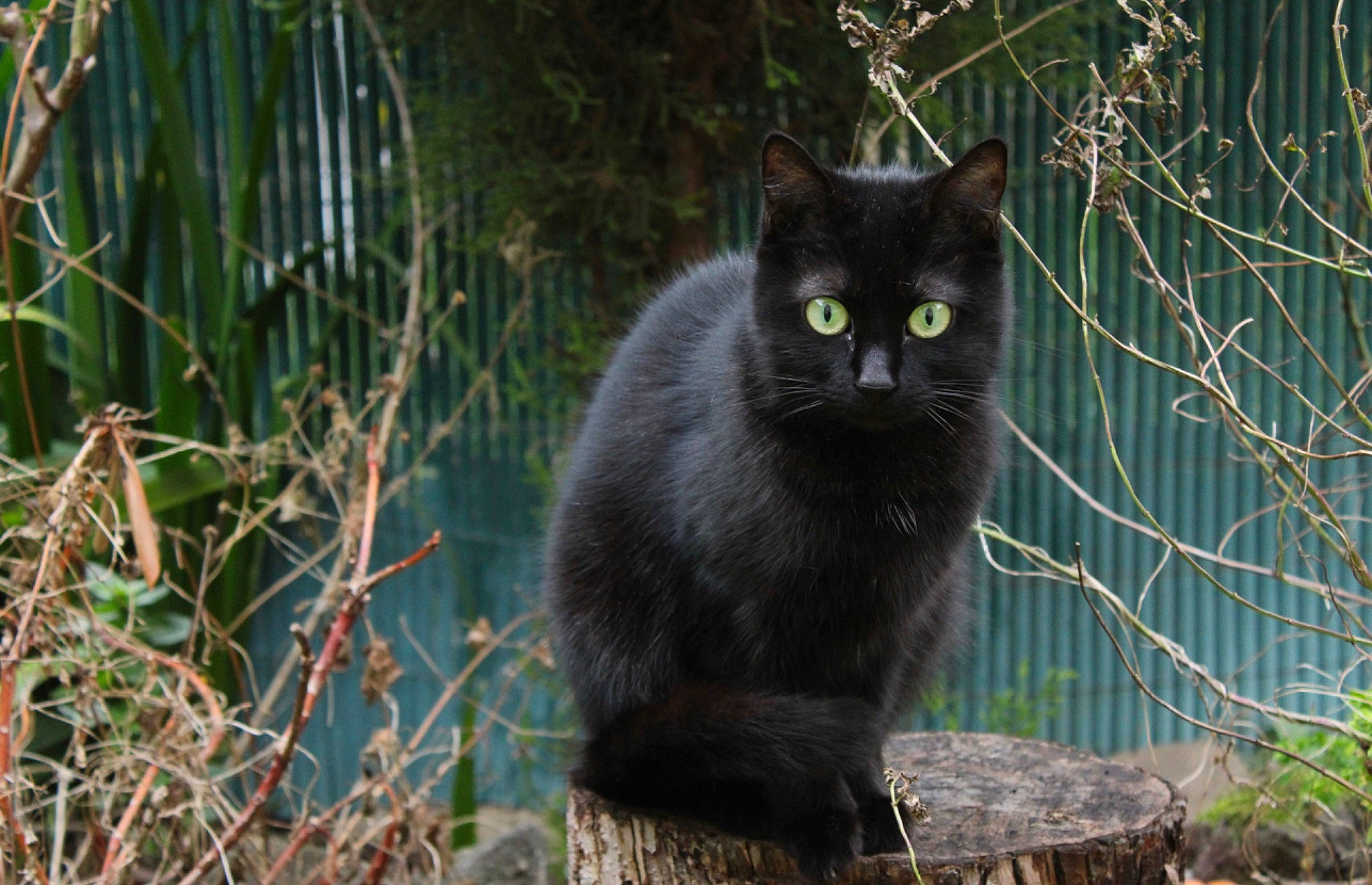 Janna a rejoint le concours — aidez-le/la à gagner de superbes lots ! black_cat, bombay, carnivore, cat, domestic_short_haired_cat, felidae, fur, grass, mesh, plant, plant_stem, small_to_medium_sized_cats, tail, terrestrial_animal, tree, trunk, twig, whiskers, wildlife, wood