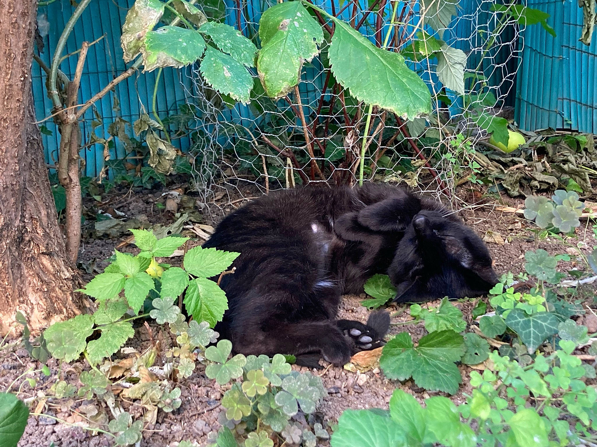 Janna participe au concours pour gagner de l'argent avec cette photo : annual_plant, canidae, carnivore, dog_breed, garden, grass, groundcover, herb, leaf_vegetable, plant, shrub, soil, sporting_group, tail, terrestrial_animal, wildlife, working_animal