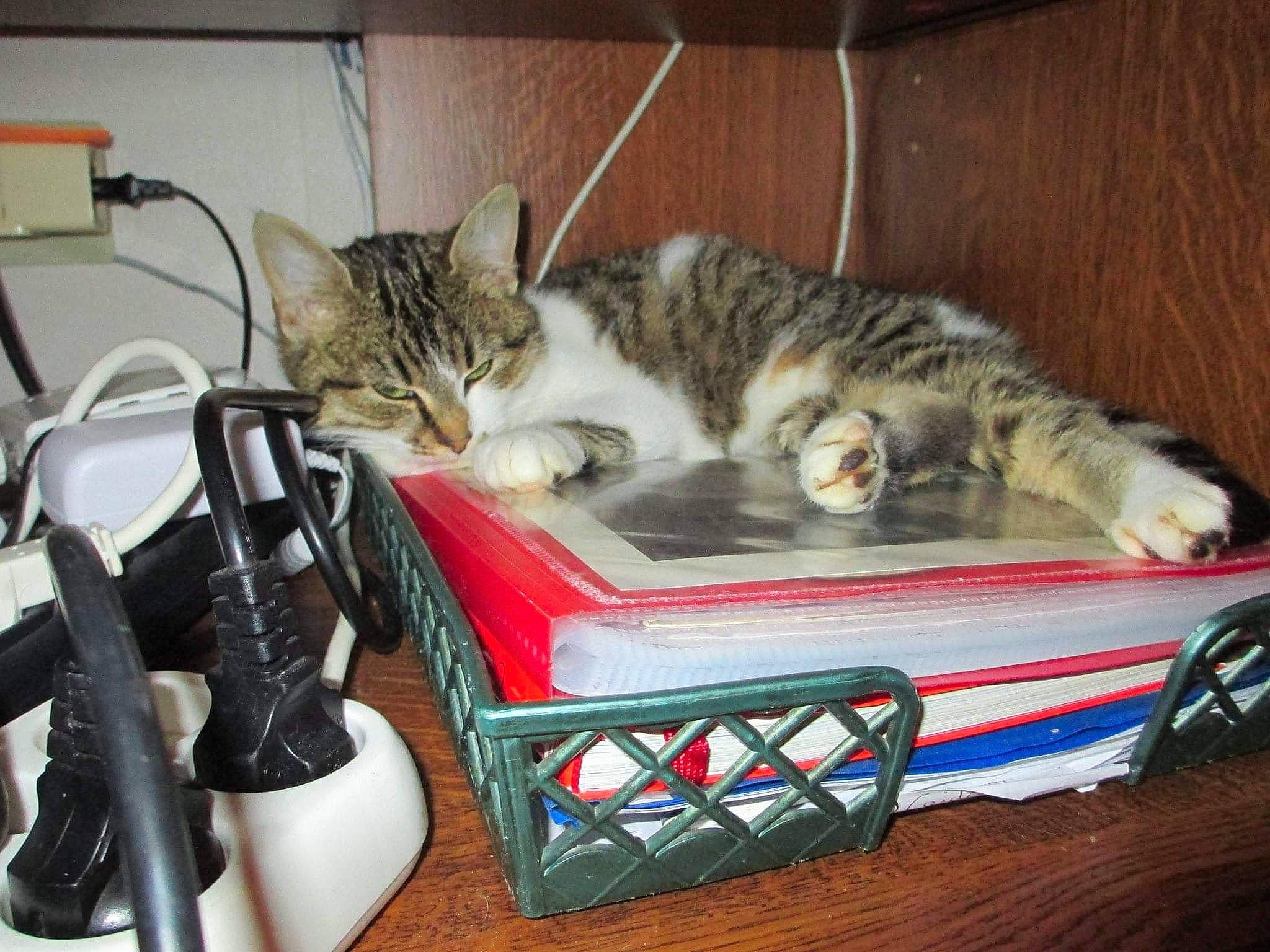 Choupette a rejoint le concours — aidez-le/la à gagner de superbes lots ! audio_equipment, bag, basket, bicycle_handlebar, carnivore, cat, comfort, domestic_short_haired_cat, eyewear, felidae, fur, luggage_and_bags, nap, paw, room, sitting, small_to_medium_sized_cats, tail, whiskers, wire