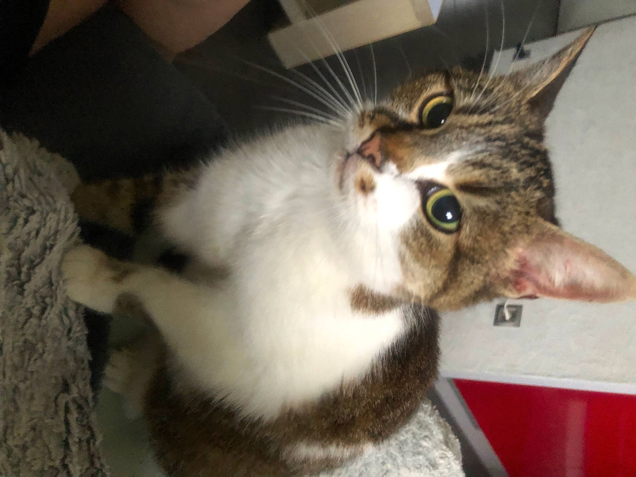 Choupette participe au concours pour gagner de l'argent avec cette photo : carnivore, cat, claw, comfort, domestic_short_haired_cat, ear, felidae, fur, paw, small_to_medium_sized_cats, snout, tail, whiskers