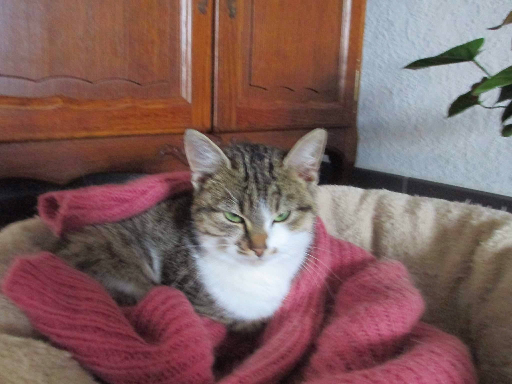 Choupette participe au concours pour gagner de l'argent avec cette photo : cabinetry, carnivore, cat, cat_supply, comfort, domestic_short_haired_cat, door, felidae, fur, hardwood, houseplant, pet_supply, plant, small_to_medium_sized_cats, snout, tail, whiskers, wood, wood_stain, woolen