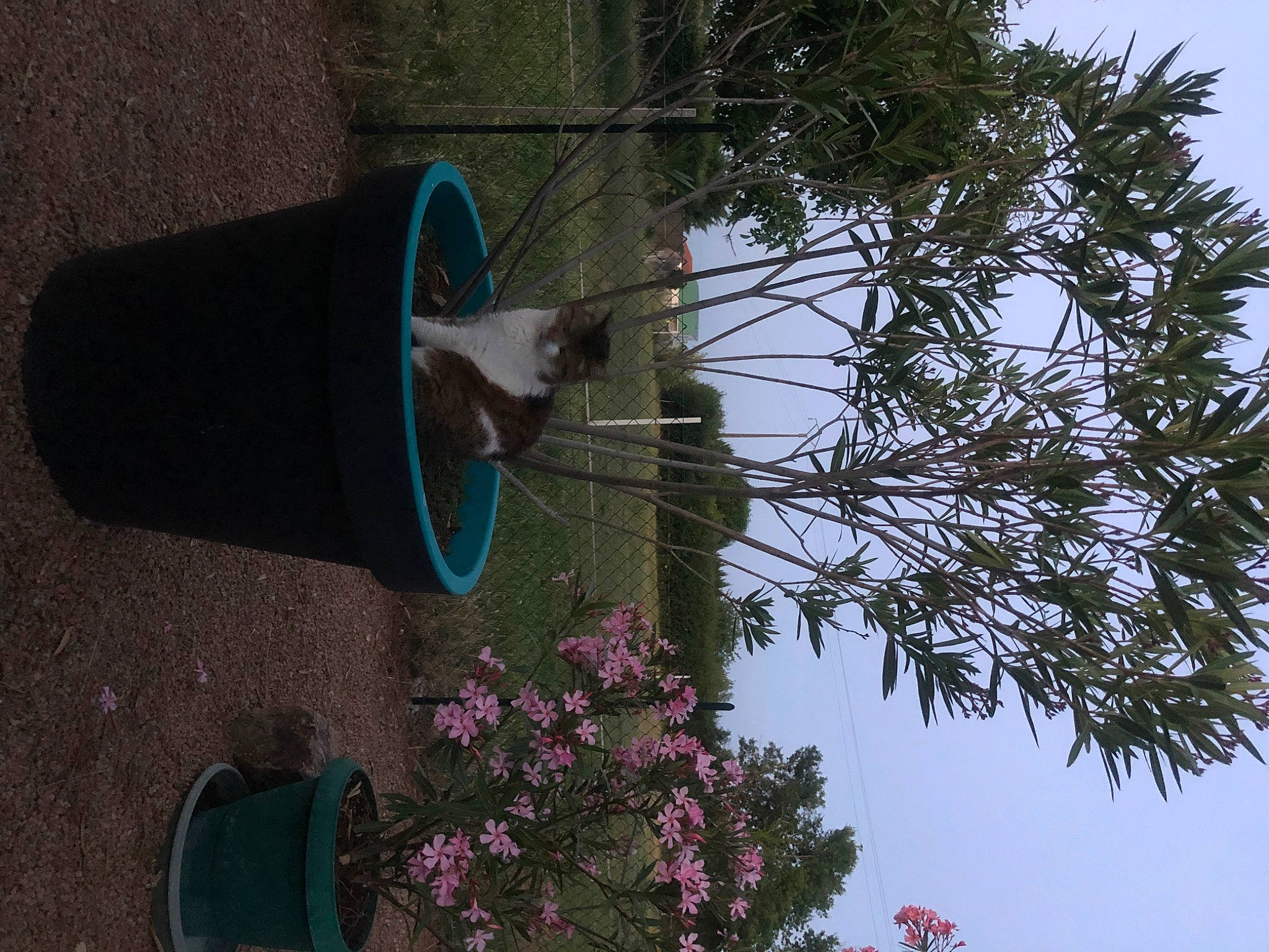 Choupette a rejoint le concours — aidez-le/la à gagner de superbes lots ! facade, flower, houseplant, line, magenta, material_property, plant, pole, shrub, sky, soil, tints_and_shades, tree, twig, window, wood