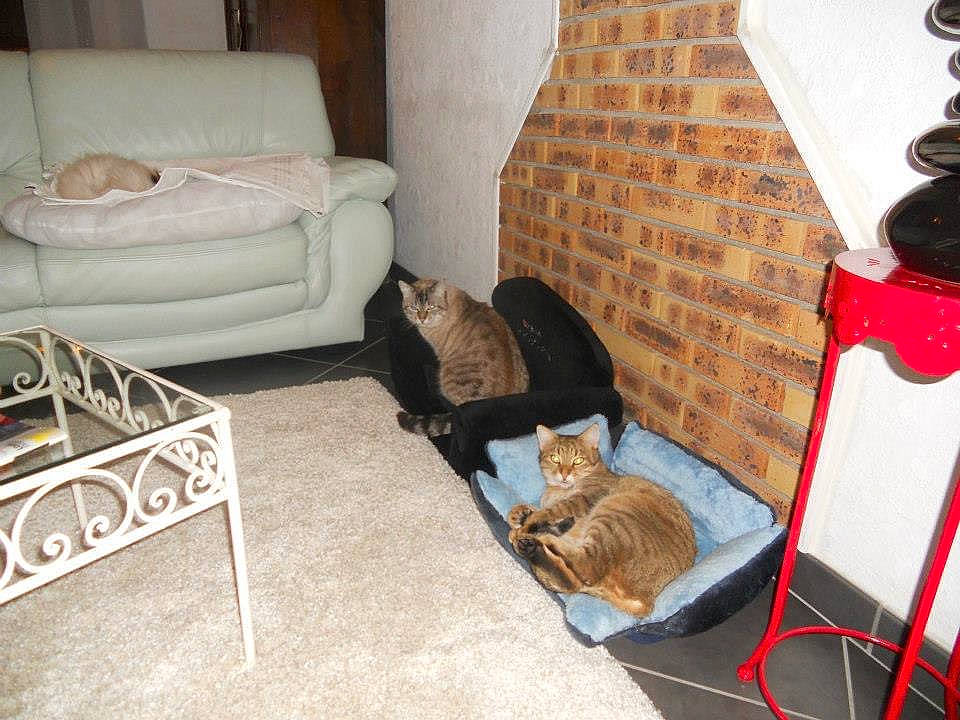 Choupette participe au concours pour gagner de l'argent avec cette photo : brown, carnivore, cat, comfort, couch, domestic_short_haired_cat, felidae, floor, flooring, hardwood, interior_design, living_room, mammal, small_to_medium_sized_cats, studio_couch, table, tail, textile, whiskers, wood