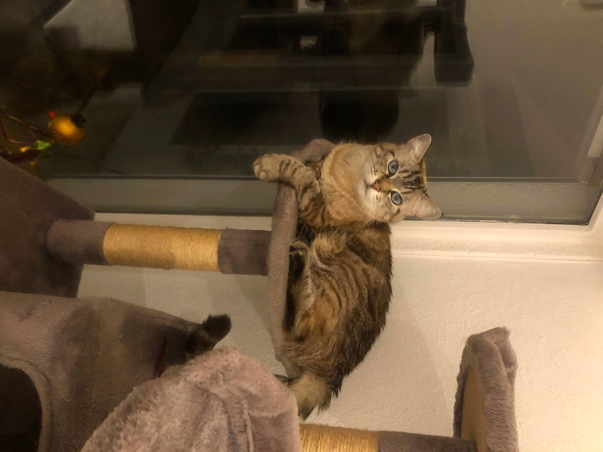 Hanako participe au concours pour gagner de l'argent avec cette photo : carnivore, cat, domestic_short_haired_cat, felidae, fur, room, sculpture, small_to_medium_sized_cats, tail, terrestrial_animal, tree, vehicle, whiskers, window, wood