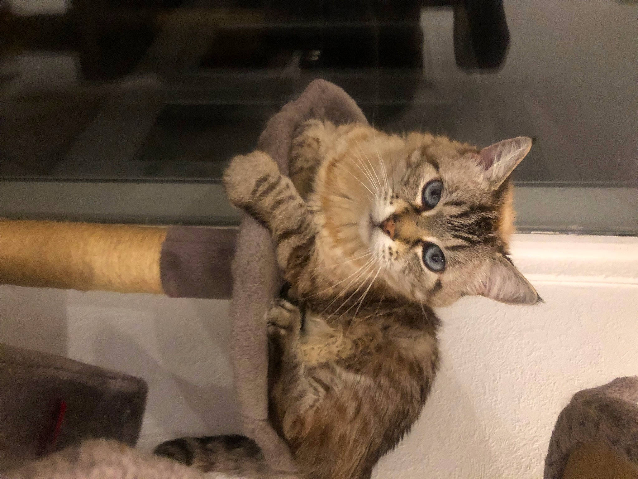 Hanako a rejoint le concours — aidez-le/la à gagner de superbes lots ! carnivore, cat, claw, comfort, domestic_short_haired_cat, fawn, felidae, fur, hardwood, paw, small_to_medium_sized_cats, tail, terrestrial_animal, whiskers, wood