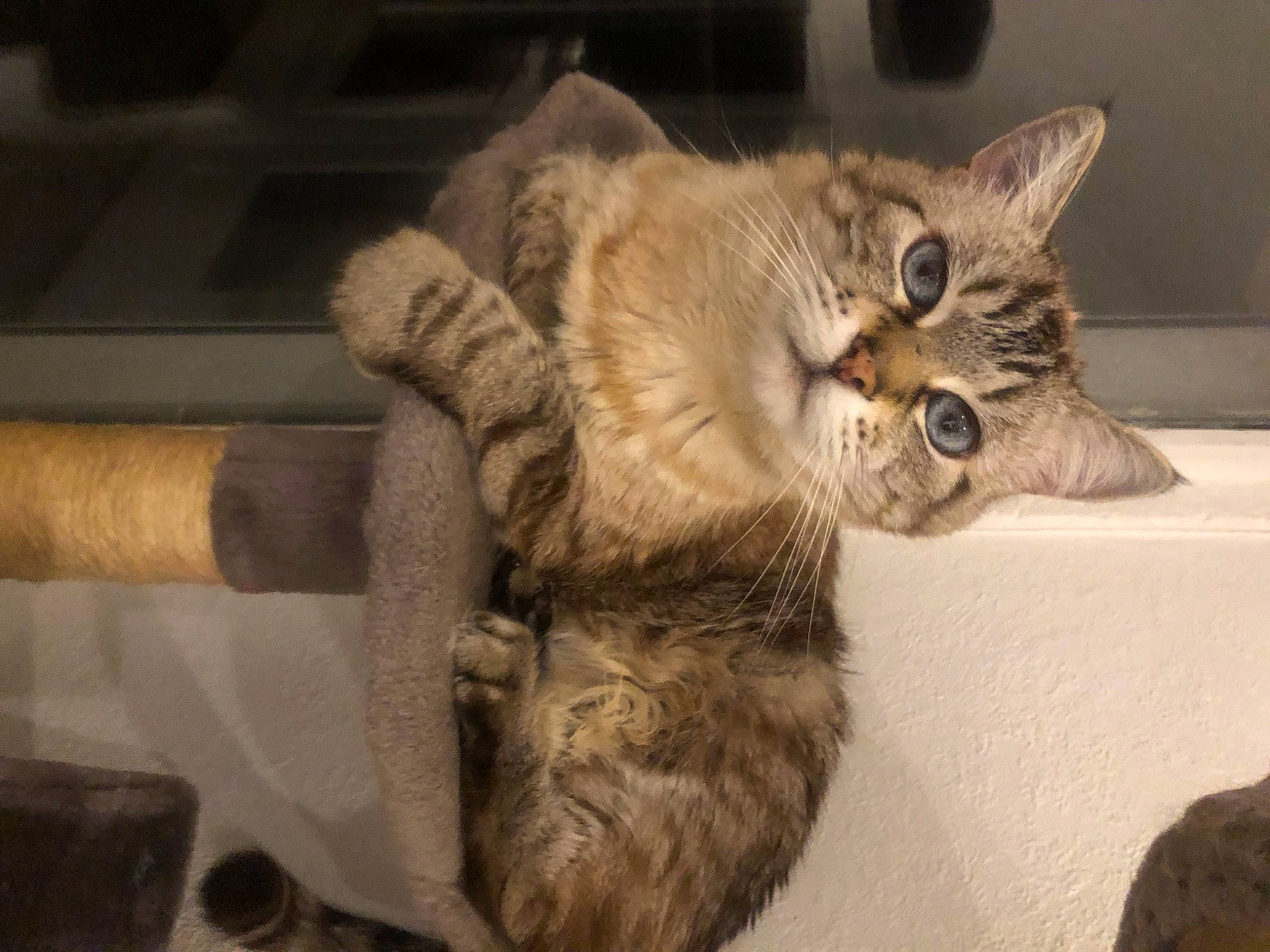 Hanako a rejoint le concours — aidez-le/la à gagner de superbes lots ! carnivore, cat, claw, comfort, domestic_short_haired_cat, fawn, felidae, fur, paw, small_to_medium_sized_cats, snout, tail, terrestrial_animal, whiskers