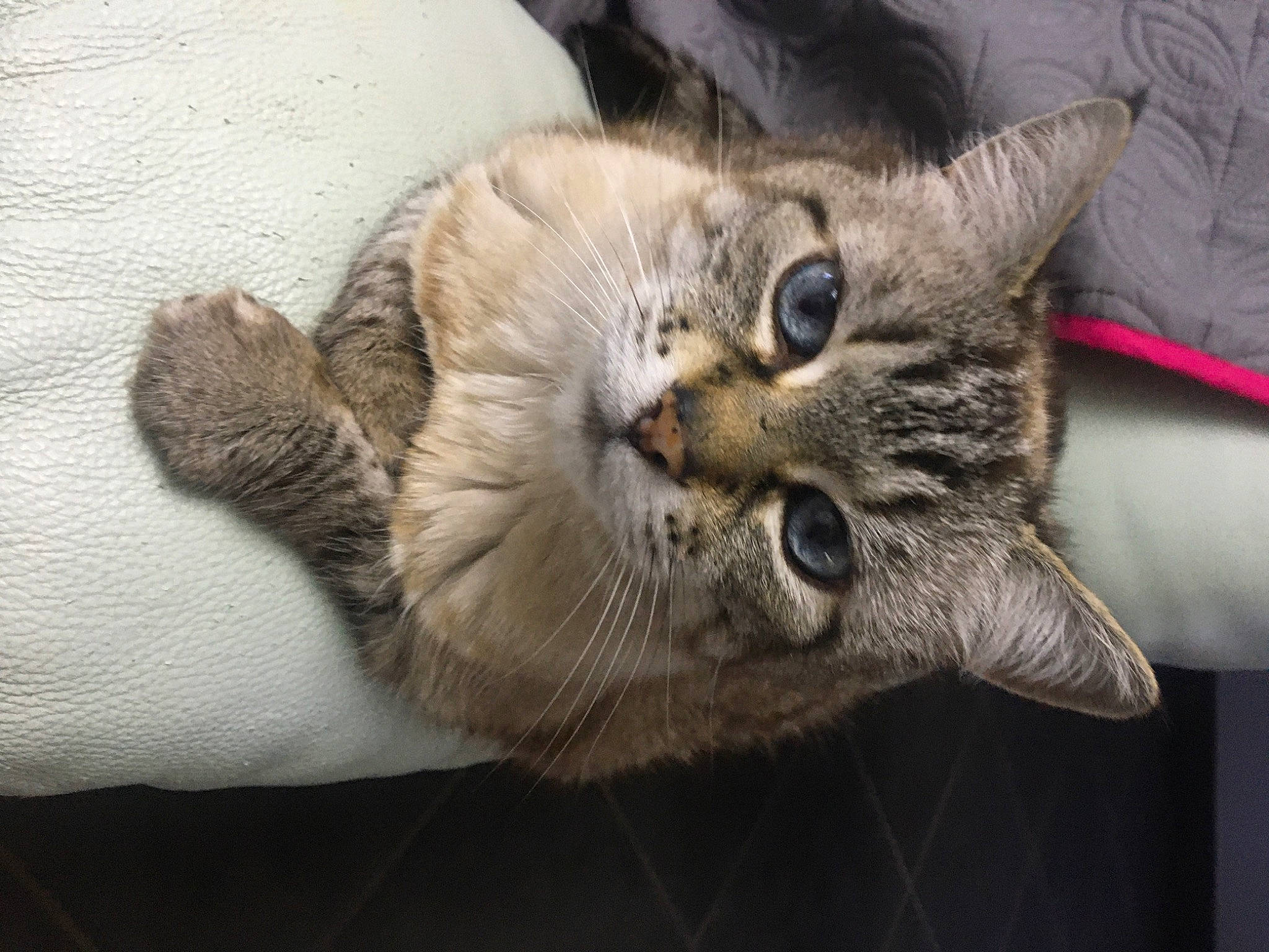 Hanako a rejoint le concours — aidez-le/la à gagner de superbes lots ! carnivore, cat, claw, comfort, domestic_short_haired_cat, felidae, fur, grey, paw, small_to_medium_sized_cats, snout, tail, terrestrial_animal, tree, whiskers, wildlife