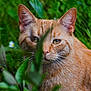 cat, orange_tabby, greenery, plants, grass, daisies, nature, outdoor, whiskers, ears, eyes, fur, closeup, animal, pet, curious, wildlife, flora, leaf, garden
