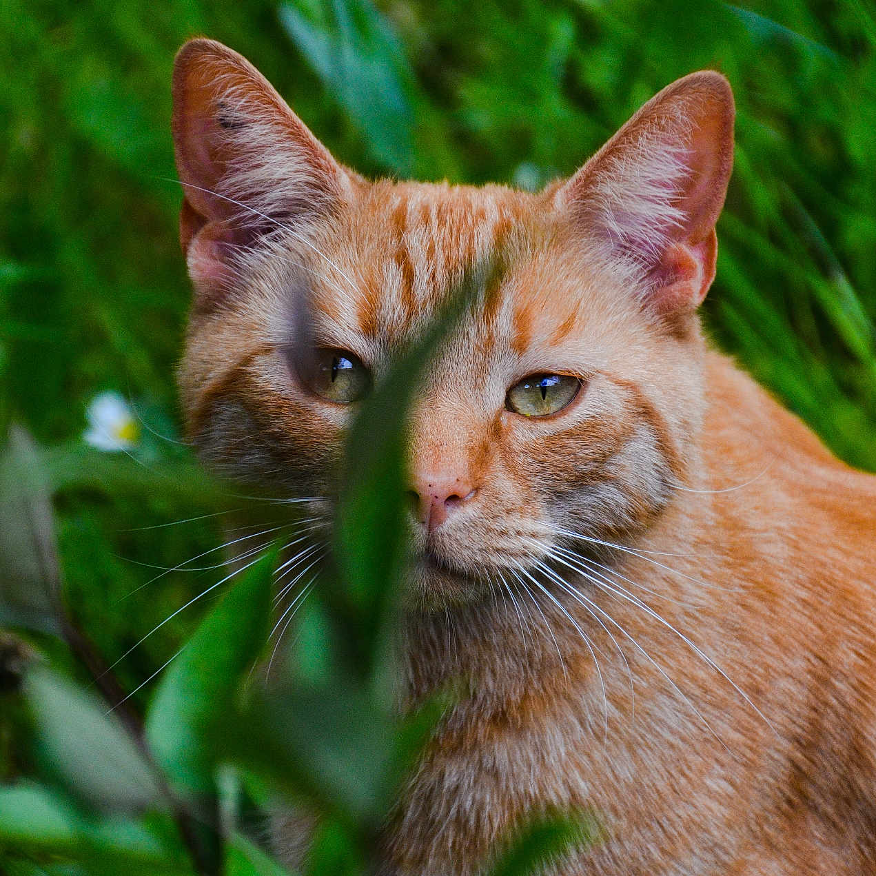 Pi Pong participe au concours pour gagner de l'argent avec cette photo : animal, cat, closeup, curious, daisies, ears, eyes, flora, fur, garden, grass, greenery, leaf, nature, orange_tabby, outdoor, pet, plants, whiskers, wildlife