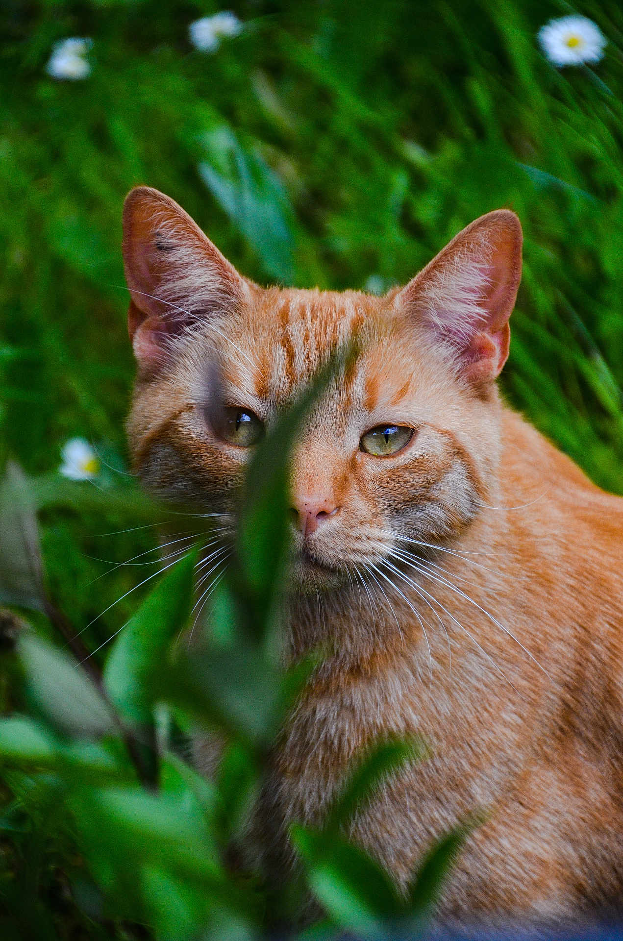 Pi Pong participe au concours pour gagner de l'argent avec cette photo : cat, orange_tabby, greenery, plants, grass, daisies, nature, outdoor, whiskers, ears, eyes, fur, closeup, animal, pet, curious, wildlife, flora, leaf, garden