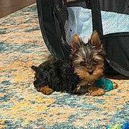 Coco is registered to the contest to win money with this photo: puppy, dog, toy, carpet, indoor, black_fur, brown_fur, small_dog, mesh_crate, pet, cute, lying_down, floor, domestic_animal, fur, animal, playful, resting, young_dog, companion