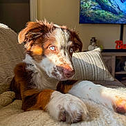 Ozzy is registered to the contest to win money with this photo: puppy, dog, blue_eyes, close_up, indoor, blanket, knitted, sunlight, fur, pet, couch, cozy, relaxed, home, furniture, television, decor, curious, young_dog, portrait