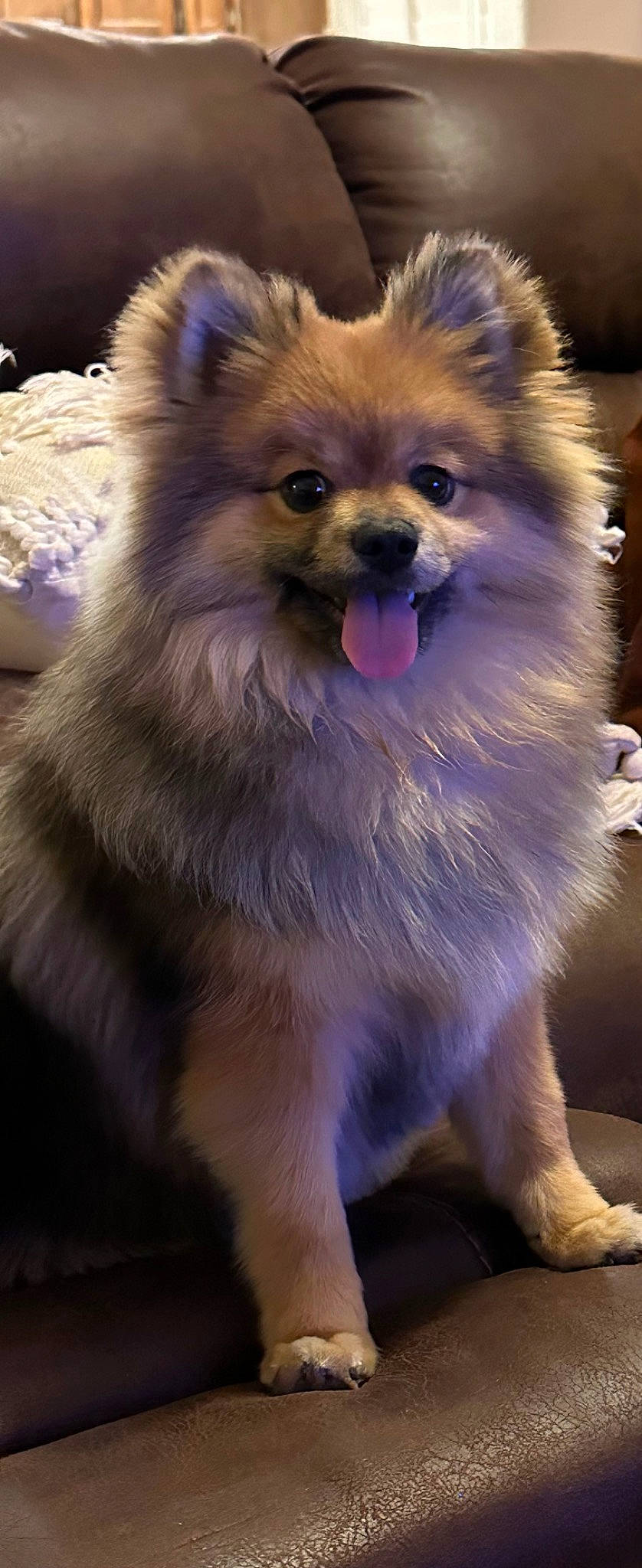 Torch is registered to the contest to win money with this photo: canidae, carnivore, companion_dog, dog, dog_breed, ear, eye, fawn, fur, german_spitz, german_spitz_klein, iris, pomeranian, smile, snout, spitz, sporting_group, toy_dog, whiskers, working_animal