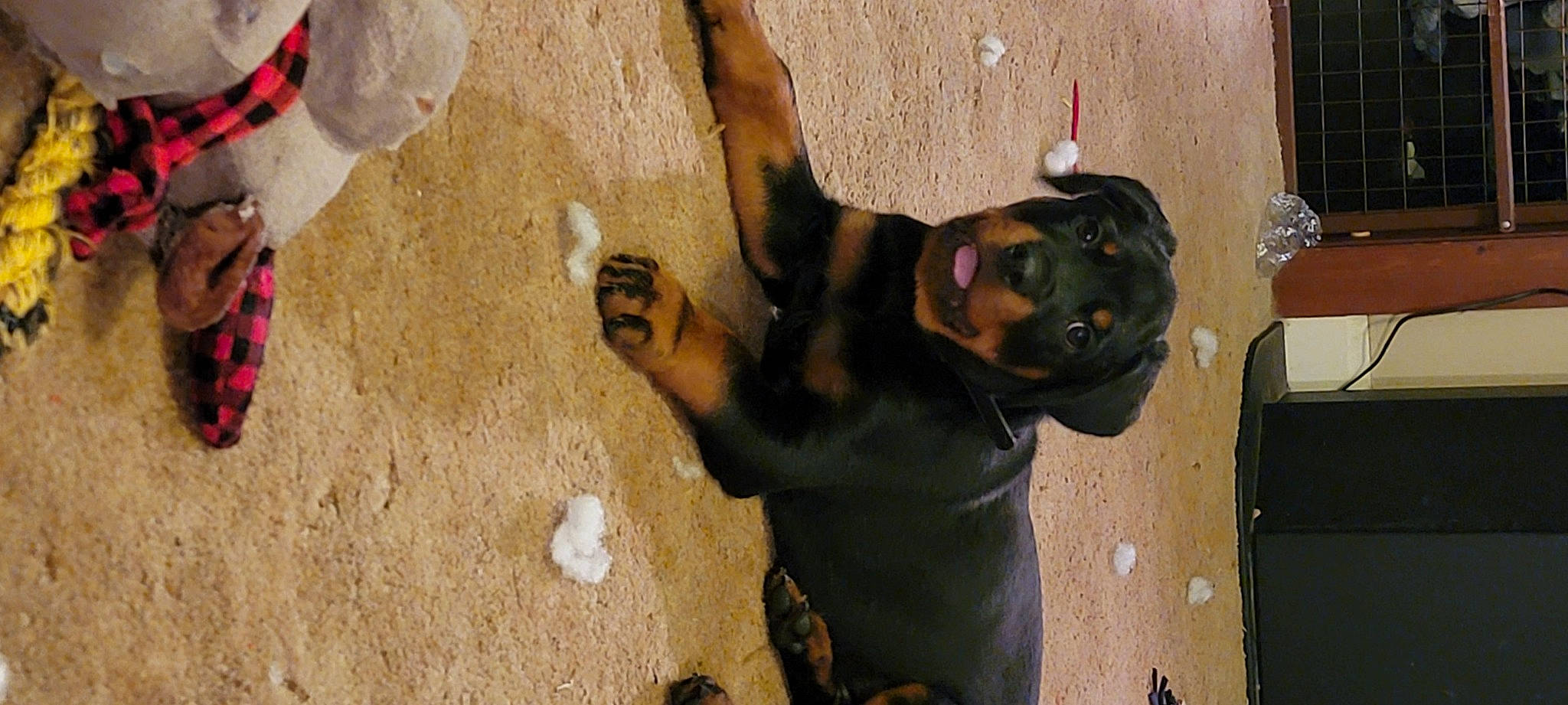 Kratos is registered to the contest to win money with this photo: adventure, canidae, carnivore, collar, concrete, dog, dog_breed, dog_collar, fawn, fun, guard_dog, non_sporting_group, snout, soil, sporting_group, terrestrial_animal, working_animal, working_dog