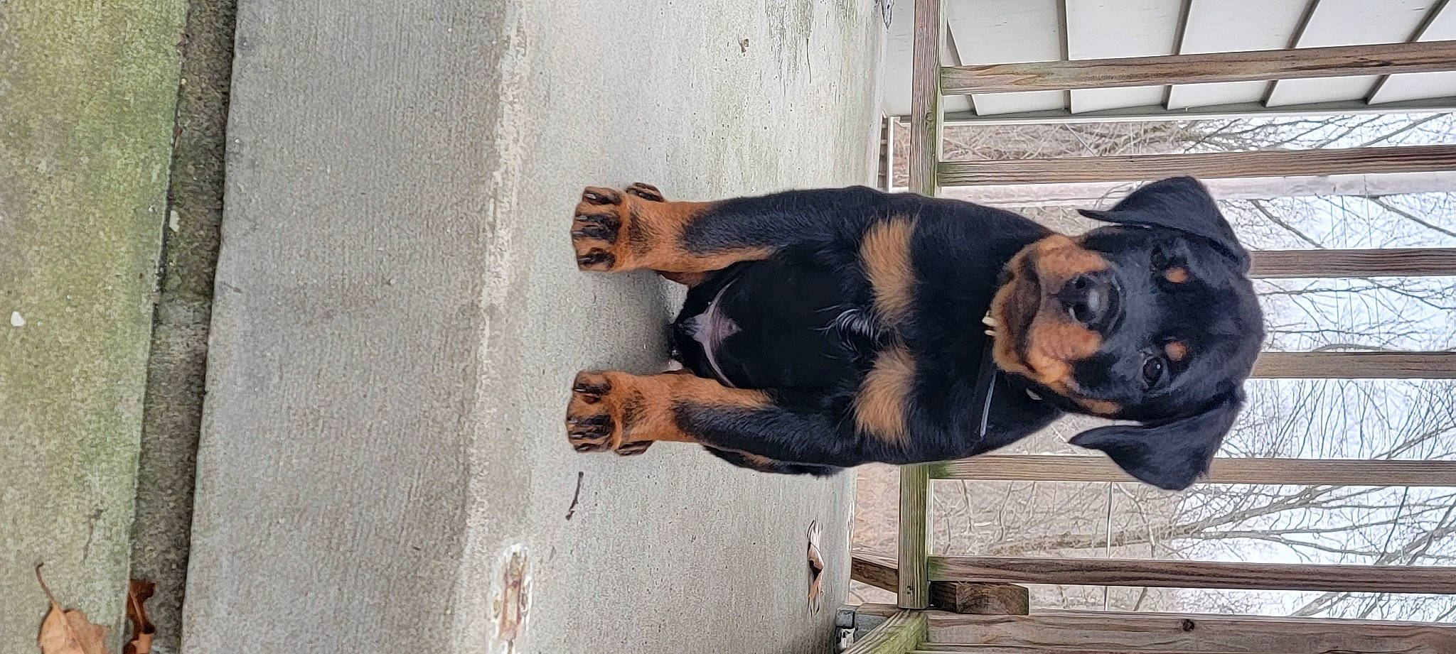 Kratos joined the competition — help win amazing prizes! canidae, carnivore, collar, companion_dog, concrete, dog, dog_breed, dog_collar, fawn, fur, guard_dog, paw, plant, sporting_group, street_dog, tail, terrestrial_animal, window, working_animal, working_dog