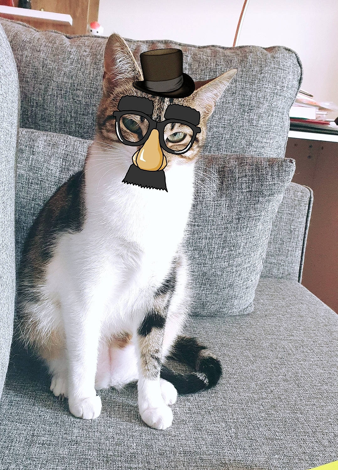 Cléo participe au concours pour gagner de l'argent avec cette photo : bag, carnivore, cat, collar, comfort, eyewear, felidae, fur, glasses, grey, hat, luggage_and_bags, mammal, small_to_medium_sized_cats, snout, stuffed_toy, tail, vertebrate, vision_care, whiskers