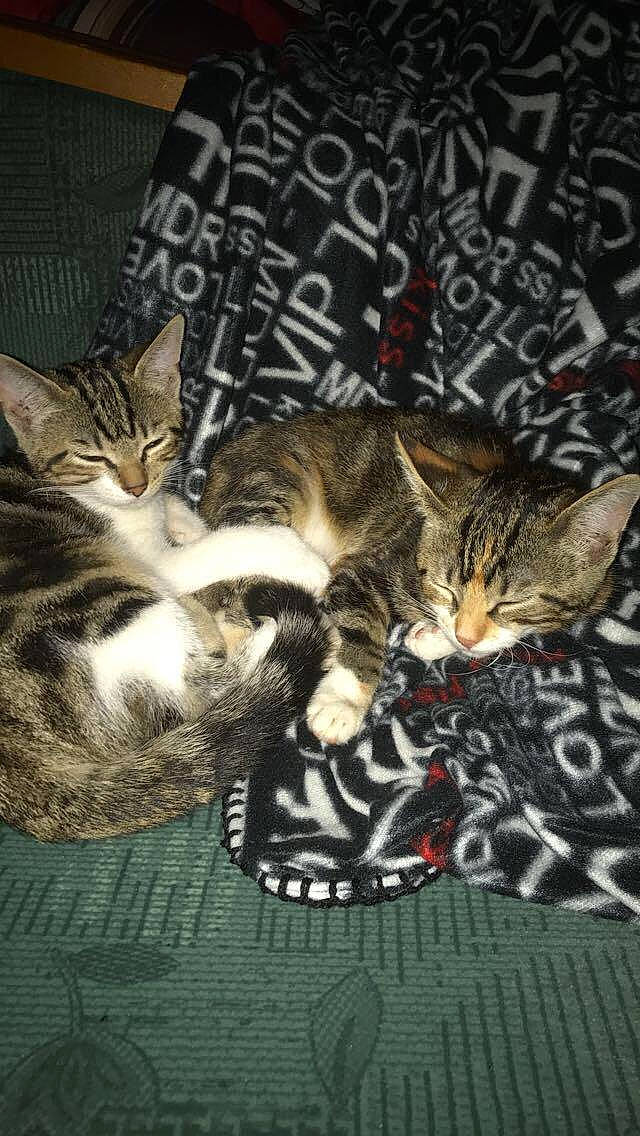 Cléo participe au concours pour gagner de l'argent avec cette photo : carnivore, cat, claw, comfort, domestic_short_haired_cat, felidae, font, fur, nap, paw, photo_caption, small_to_medium_sized_cats, snout, tail, whiskers