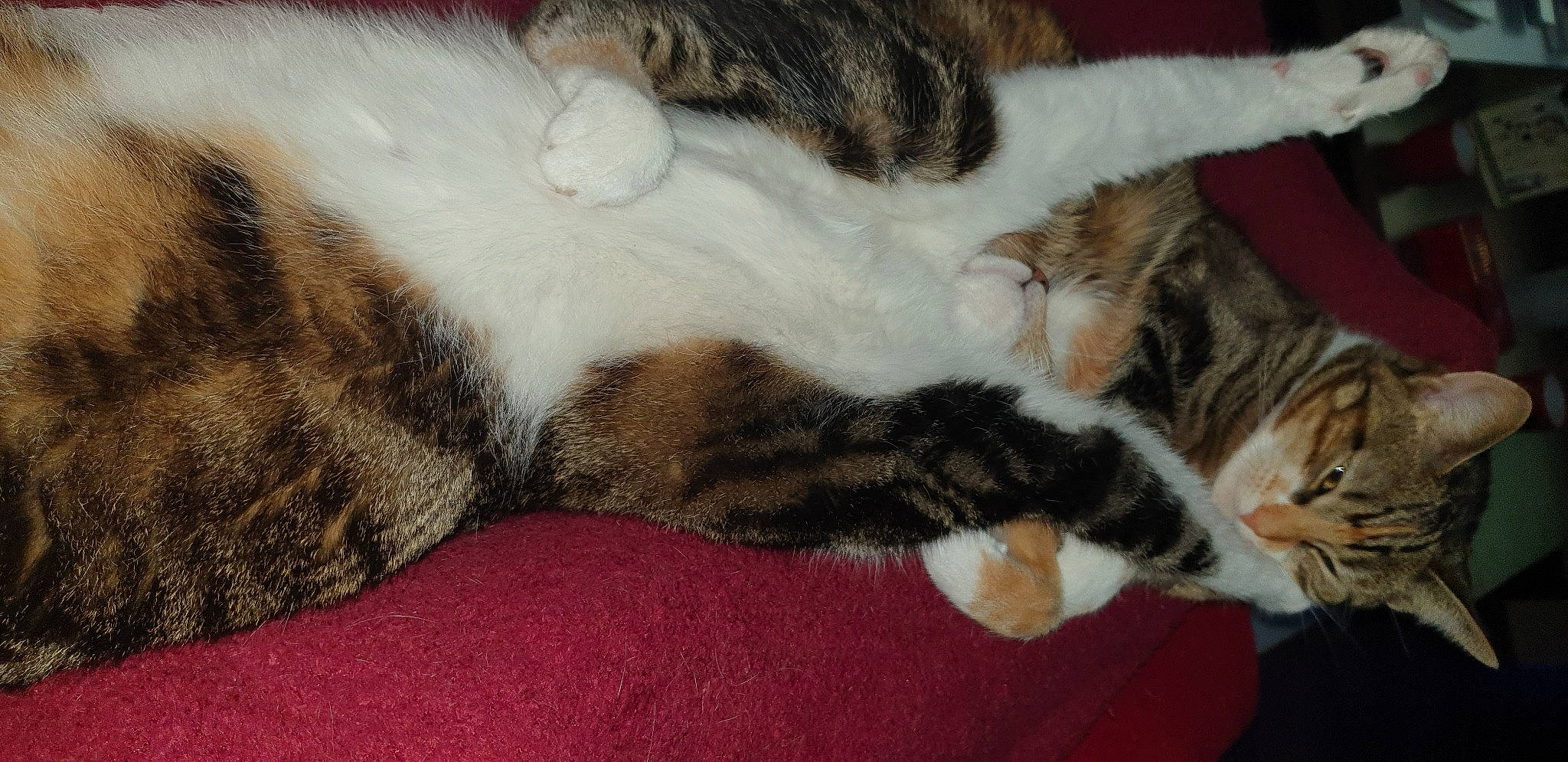 Cléo participe au concours pour gagner de l'argent avec cette photo : carnivore, cat, claw, comfort, domestic_short_haired_cat, fawn, felidae, fur, nap, paw, sleep, small_to_medium_sized_cats, snout, tail, whiskers