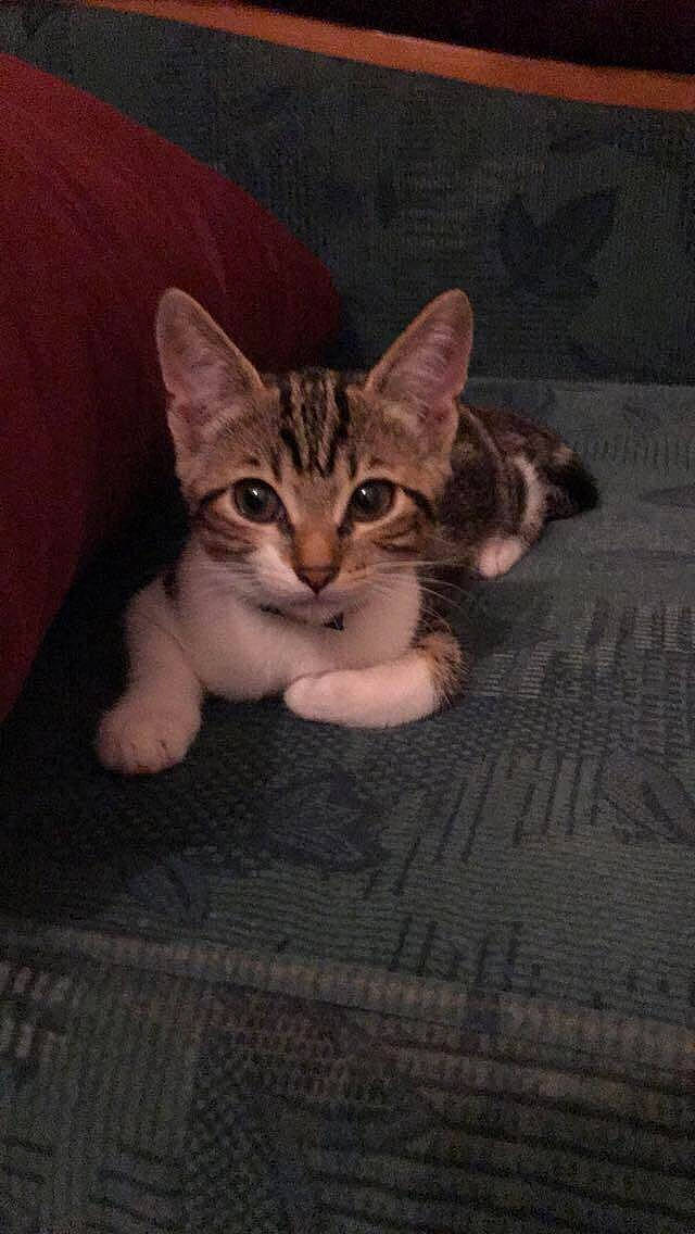 Cléo a rejoint le concours — aidez-le/la à gagner de superbes lots ! carnivore, cat, claw, devon_rex, domestic_short_haired_cat, door, eye, fawn, felidae, flooring, fur, paw, sitting, small_to_medium_sized_cats, snout, tail, terrestrial_animal, whiskers, wood