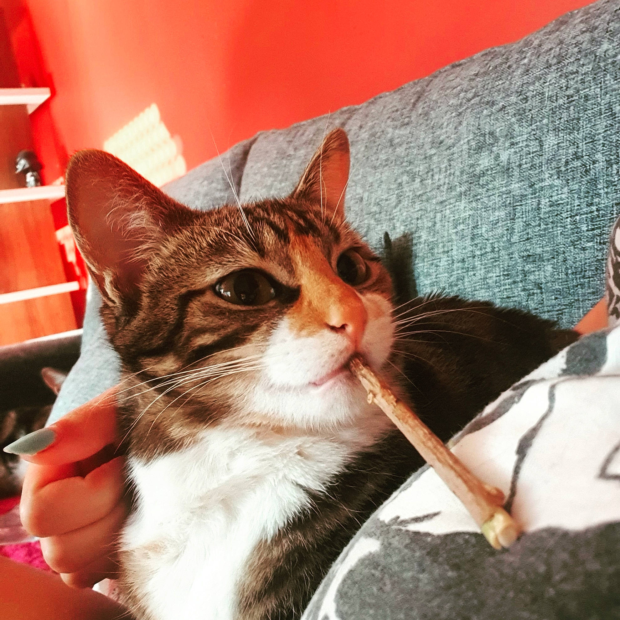 Dinah participe au concours pour gagner de l'argent avec cette photo : carnivore, cat, cat_supply, claw, collar, comfort, domestic_short_haired_cat, felidae, fur, linens, paw, pet_supply, shelf, sitting, small_to_medium_sized_cats, snout, tail, whiskers, window