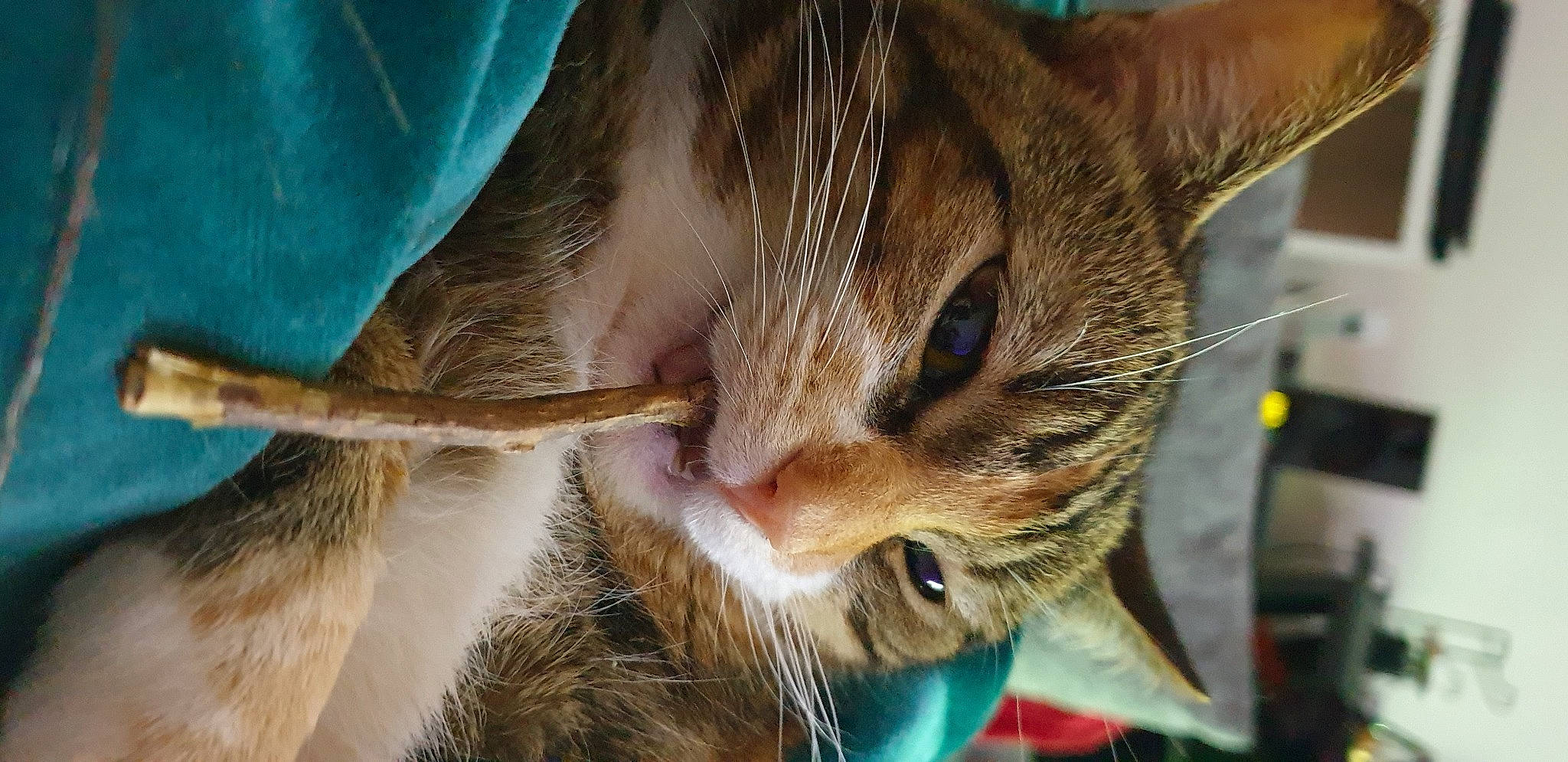 Dinah a rejoint le concours — aidez-le/la à gagner de superbes lots ! carnivore, cat, claw, close_up, domestic_short_haired_cat, ear, eyelash, fawn, felidae, fur, gesture, macro_photography, paw, sand, small_to_medium_sized_cats, snout, tail, tree, whiskers, wildlife