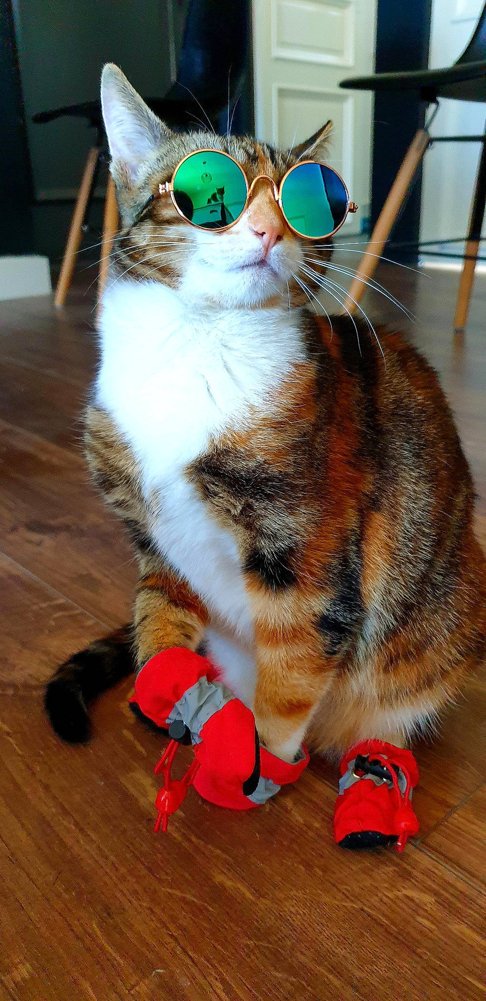 Dinah a rejoint le concours — aidez-le/la à gagner de superbes lots ! blue, carnivore, cat, collar, coquelicot, domestic_short_haired_cat, eyewear, felidae, flooring, foot, fur, hardwood, paw, sitting, small_to_medium_sized_cats, snout, tail, whiskers, wood, wood_flooring