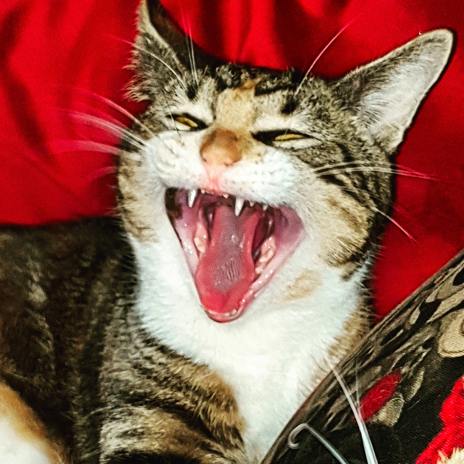 Dinah participe au concours pour gagner de l'argent avec cette photo : carnivore, cat, eye, fang, felidae, head, human_body, iris, jaw, mouth, nose, roar, small_to_medium_sized_cats, smile, snout, tongue, tooth, whiskers, window, yawn