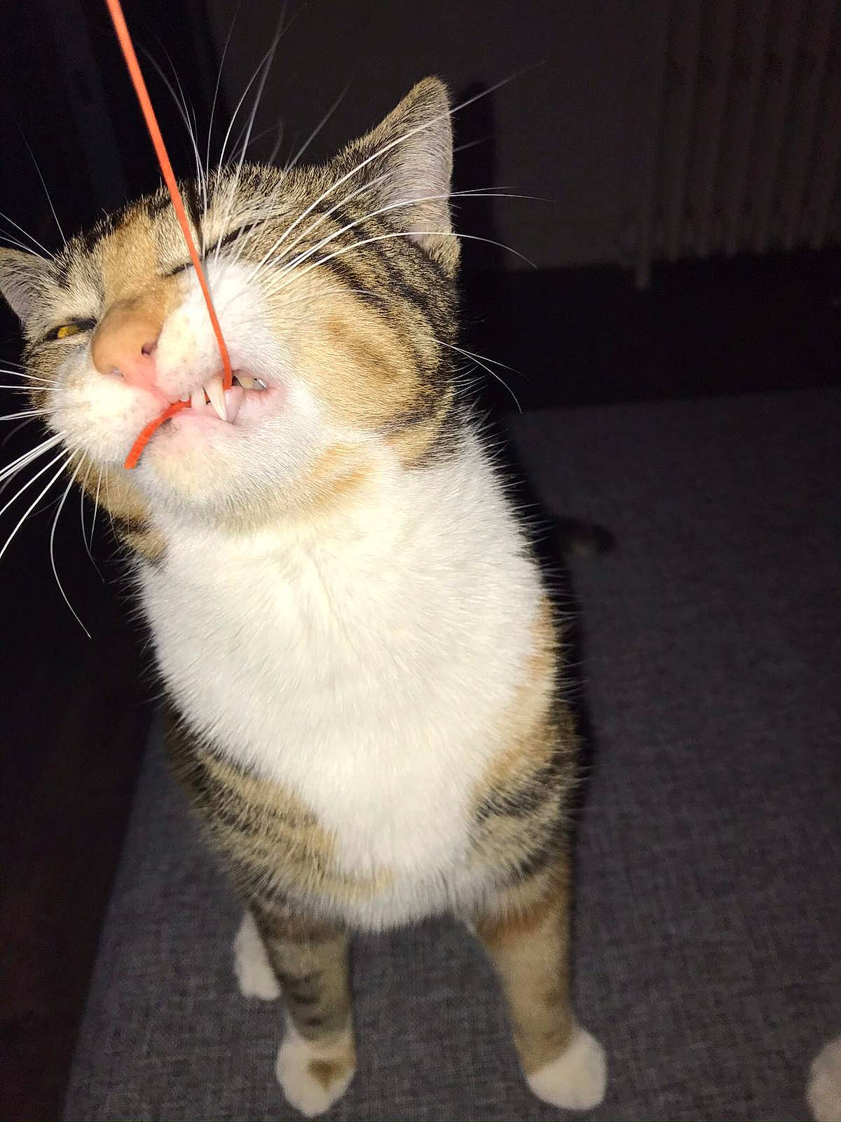 Dinah participe au concours pour gagner de l'argent avec cette photo : carnivore, cat, claw, darkness, domestic_short_haired_cat, fawn, felidae, foot, fur, paw, small_to_medium_sized_cats, snout, tail, whiskers, window