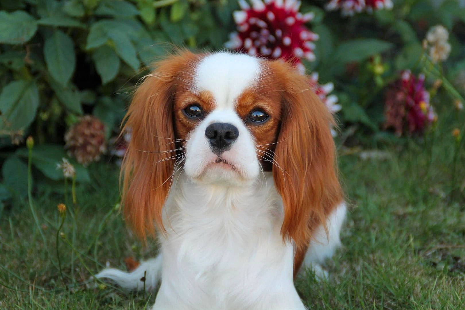 Lanzo participe au concours pour gagner de l'argent avec cette photo : canidae, carnivore, cavalier_king_charles_spaniel, companion_dog, dog, dog_breed, fawn, flower, fur, grass, groundcover, king_charles_spaniel, liver, plant, snout, spaniel, sporting_group, terrestrial_animal, toy_dog, whiskers
