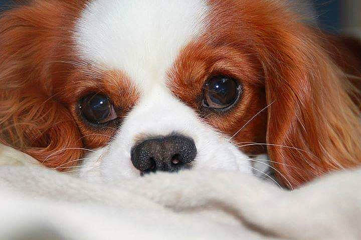 Lanzo participe au concours pour gagner de l'argent avec cette photo : bored, canidae, carnivore, cavalier_king_charles_spaniel, close_up, companion_dog, dog, dog_breed, fawn, fur, iris, king_charles_spaniel, liver, non_sporting_group, snout, sporting_group, terrestrial_animal, tibetan_spaniel, toy_dog, whiskers