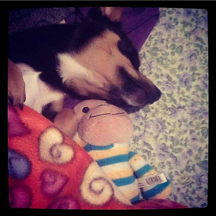 Cid Vicious joined the competition — help win amazing prizes! canidae, carnivore, love, nose, puppy_love, square