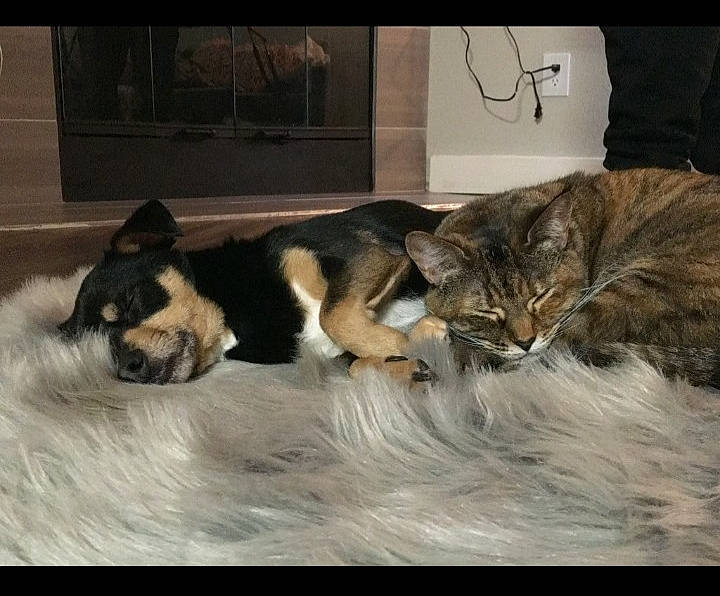 Cid Vicious is registered to the contest to win money with this photo: canidae, carnivore, cat, domestic_short_haired_cat, european_shorthair, eye, felidae, fur, kitten, love, nap, paw, photo_caption, polydactyl_cat, sky, small_to_medium_sized_cats, snout, tabby_cat, tail, whiskers