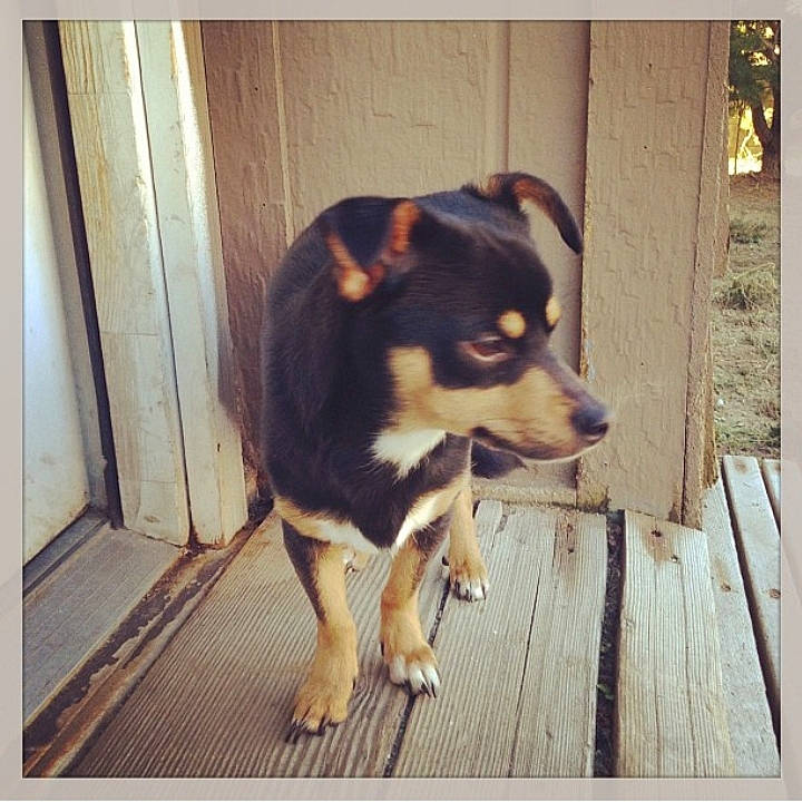 Cid Vicious joined the competition — help win amazing prizes! australian_kelpie, canidae, carnivore, chihuahua, companion_dog, dog, dog_breed, mammal, miniature_pinscher, puppy, siberian_husky, sporting_group, toy_dog, vertebrate