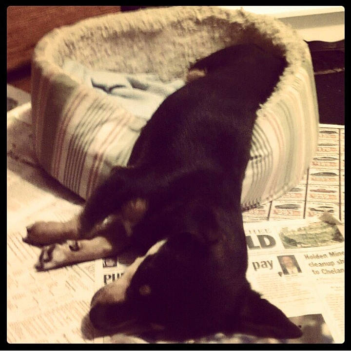 Cid Vicious is registered to the contest to win money with this photo: canidae, carnivore, companion_dog, dog, dog_breed, guard_dog, love, nap, nose, photo_caption, puppy, smile, snapshot, sporting_group, square, tail