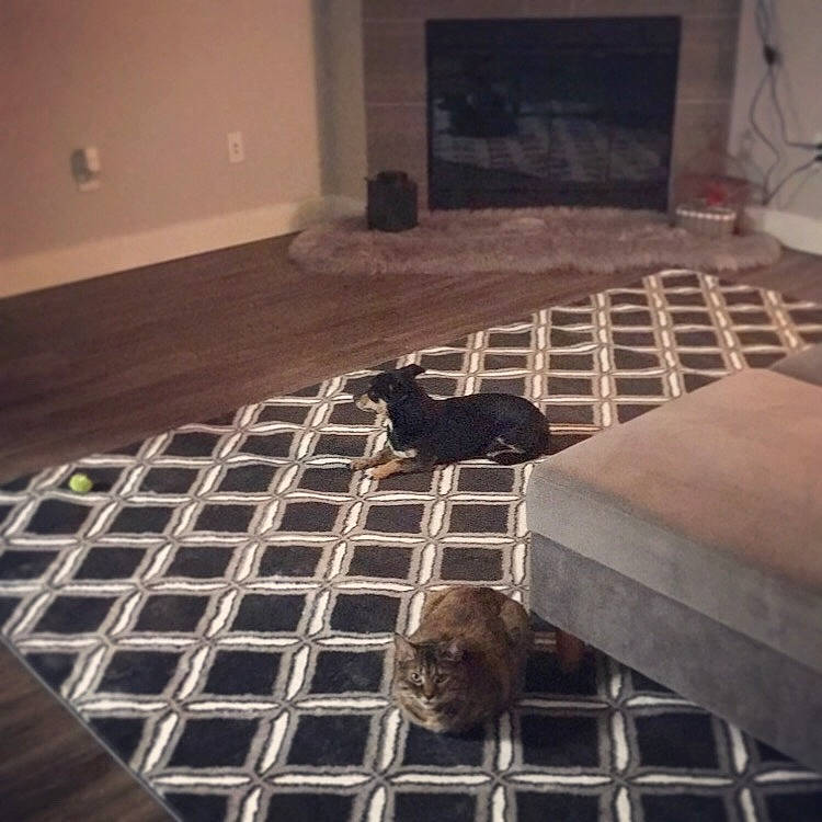 Sparkles is registered to the contest to win money with this photo: canidae, carnivore, cat, chair, felidae, floor, flooring, furniture, house, interior_design, metal, puppy, room, small_to_medium_sized_cats, square, tile