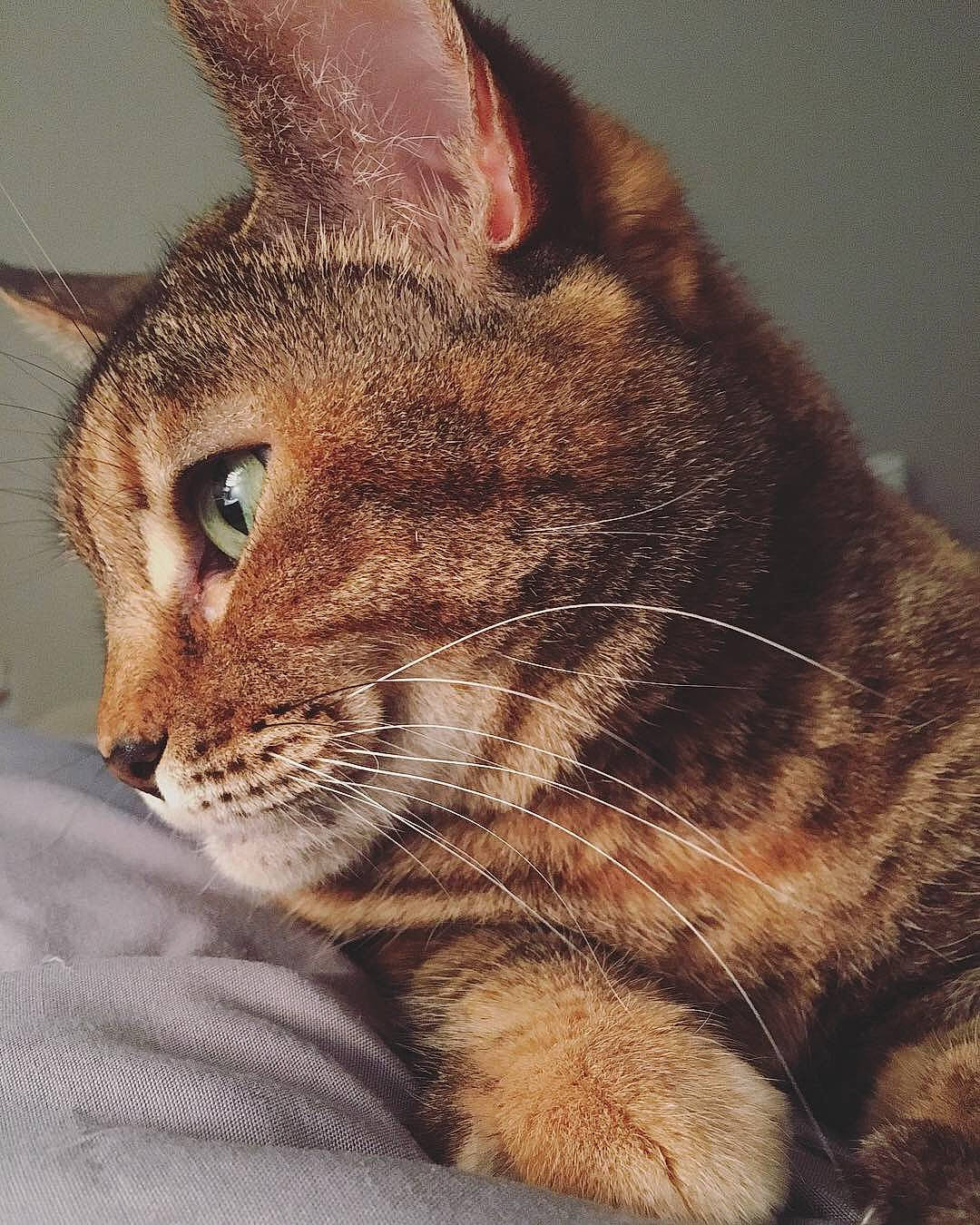 Sparkles joined the competition — help win amazing prizes! aegean_cat, american_shorthair, american_wirehair, asian, california_spangled, carnivore, cat, chausie, close_up, domestic_short_haired_cat, dragon_li, european_shorthair, eye, felidae, fur, mammal, small_to_medium_sized_cats, snout, tabby_cat, whiskers