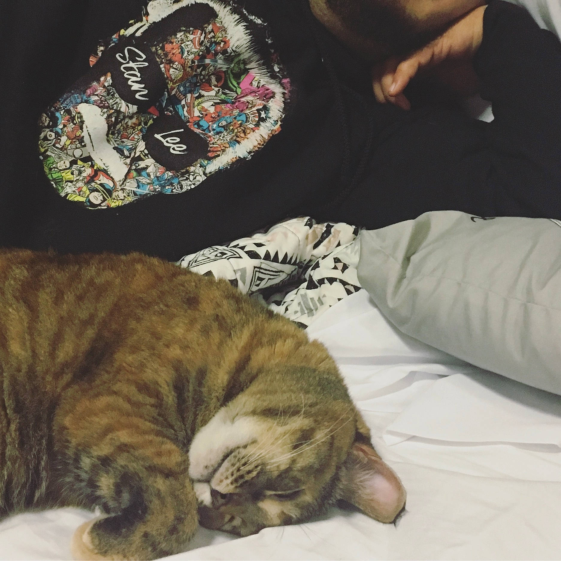 Sparkles is registered to the contest to win money with this photo: american_shorthair, bed, carnivore, cat, comfort, ear, european_shorthair, felidae, fur, furniture, human, kitten, love, nap, paw, sitting, sleep, small_to_medium_sized_cats, tabby_cat, whiskers