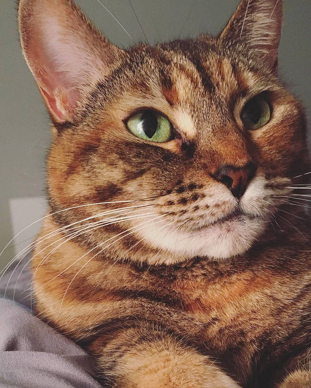 Sparkles joined the competition — help win amazing prizes! aegean_cat, american_wirehair, arabian_mau, asian, australian_mist, carnivore, cat, chausie, domestic_short_haired_cat, dragon_li, european_shorthair, felidae, mammal, ocicat, small_to_medium_sized_cats, snout, sokoke, tabby_cat, vertebrate, whiskers