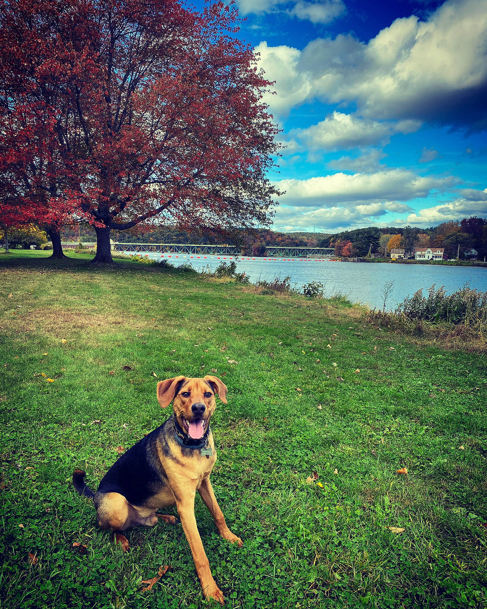 Ranger is registered to the contest to win money with this photo: carnivore, cloud, companion_dog, dog, dog_breed, fawn, grass, happy, lake, landscape, leaf, mountain, natural_landscape, people_in_nature, plant, rural_area, sky, sunlight, tree, water